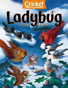 Ladybug