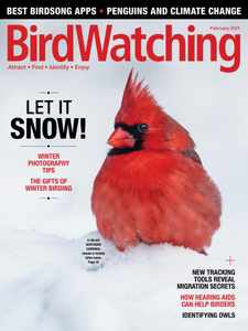 Birdwatching